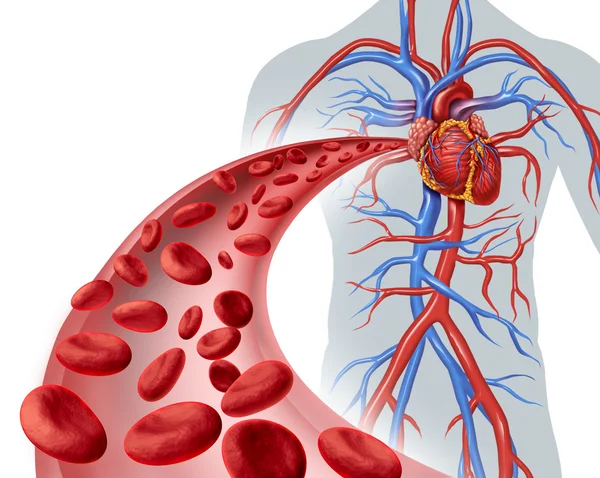 Circulación del corazón en sangre —  Fotos de Stock