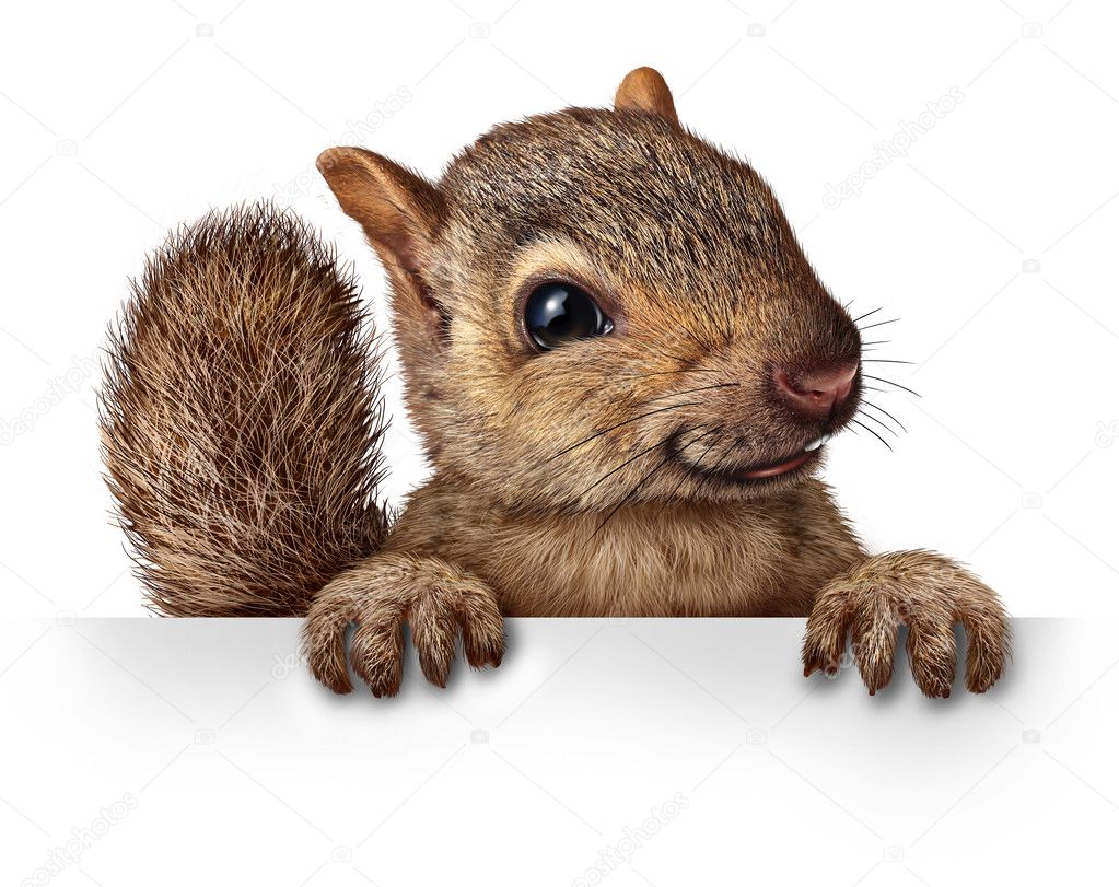 depositphotos_47745589-stock-photo-cute-squirrel.jpg