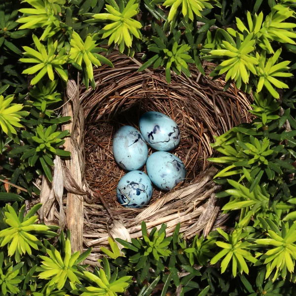 Bird Nest — Stock Photo, Image