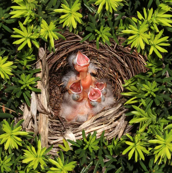 Filhotes Ninho de incubação — Fotografia de Stock