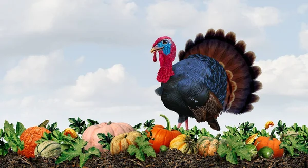 Thanksgiving Kalkon Gård Pumpa Patch Skörd Och Höst Squash Skördas — Stockfoto