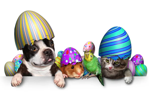 Easter Pet Celebration Blank Sign Fun Cat Happy Dog Cute — Stock Photo, Image