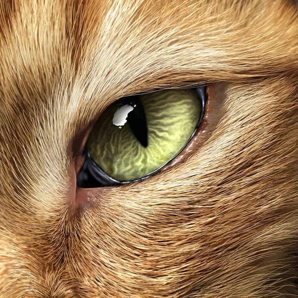 Cat Eye Close Feline Kitten Looking Prey Staring Representing Animals — Stock Photo, Image