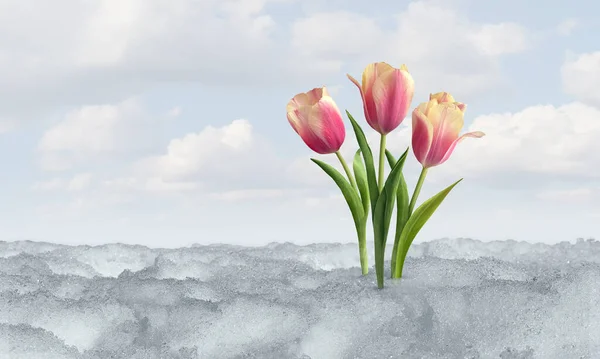 Primavera Tulipa Florescer Como Símbolo Degelo Derretendo Neve Após Inverno — Fotografia de Stock