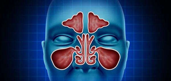 Health sinus nasal cavity with a frontal view of a nose as a medical concept in a 3D illustration style.