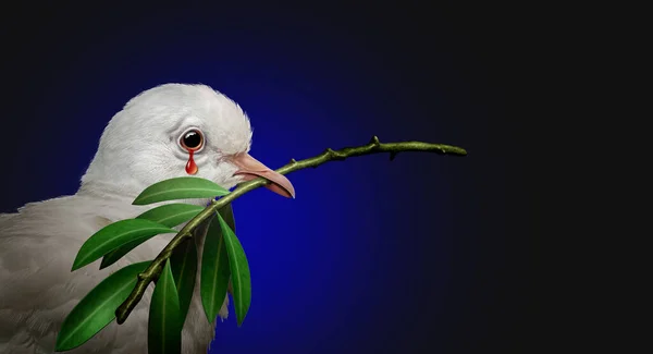 War Tragedy Concept Sad White Dove Holding Olive Branch Crying — Stock Photo, Image