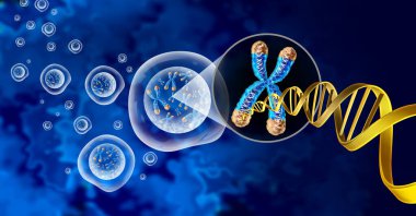 Chromosome and cell nucleus  with telomere and DNA concept for a human biology x structure containing dna genetic information as a medical symbol for gene therapy or microbiology genetics as a 3D illustration. clipart