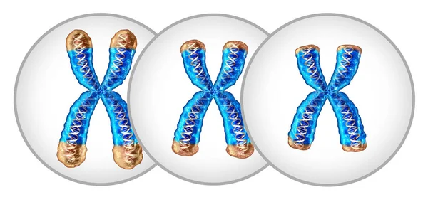 Telomere Shortening Aging Concept Reduction Telomeres Located End Caps Chromosome — Stock Photo, Image