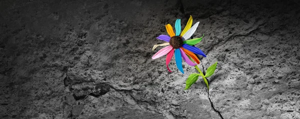 Power Diversity Concept Flower Diverse Colors Emerging Out Cement Crack — Foto de Stock