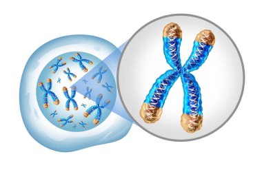 Chromosome and cell nucleus  with telomere and DNA concept for a human biology x structure containing dna genetic information as a medical symbol for gene therapy or microbiology genetics as a 3D illustration. clipart