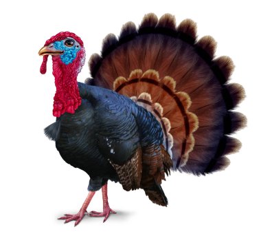 Wild turkey bird gobbler on a white background as a Thanksgiving in a 3D illustration style. clipart