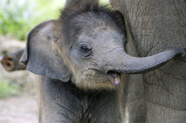 Elefante bebé con madre — Foto de Stock