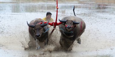Buffaloes racing in Chonburi clipart