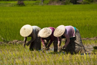 People on rice transplanting clipart