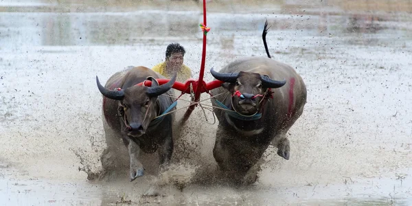 Buffaloes racing in Chonburi — Stock Photo, Image