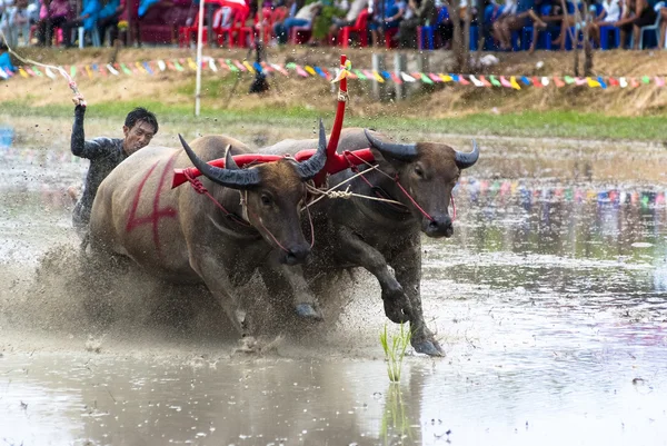Гонки в Чонбурі буйволи — стокове фото