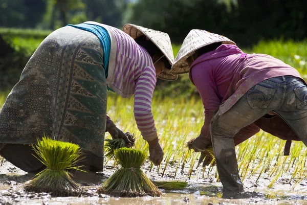 Pessoas em transplante de arroz — Fotografia de Stock