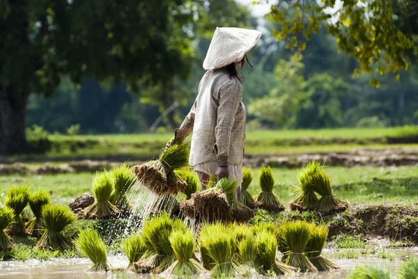 Lidé na přesazení rýže — Stock fotografie
