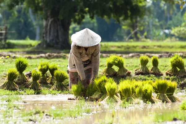 水稲移植上の人々 — ストック写真