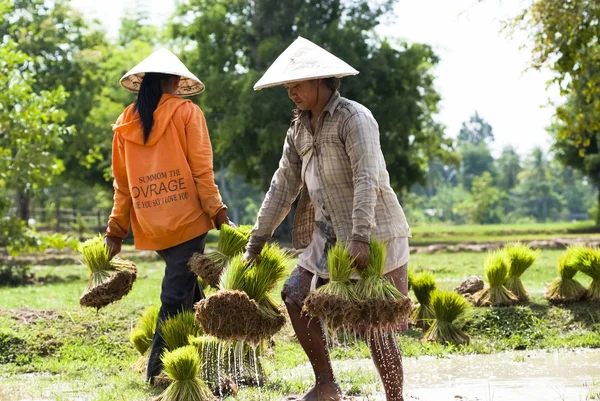 Personas en trasplante de arroz — Foto de Stock