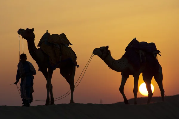 Desert people walk with camels — Stock Photo, Image