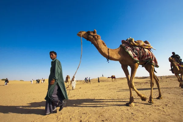 Cameleer op het zand-duin van sam — Stockfoto