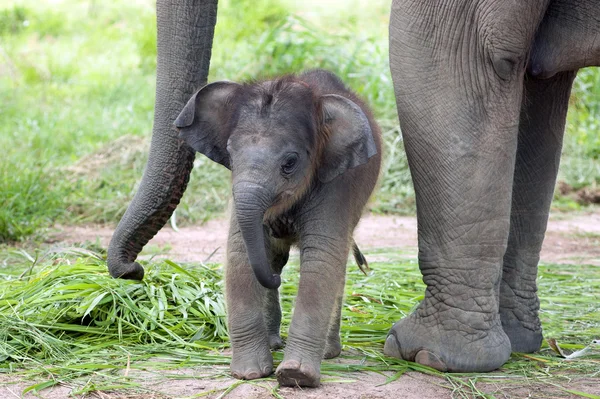 Bébé éléphant avec mère — Photo