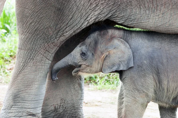 Elefantenbaby mit Mutter — Stockfoto