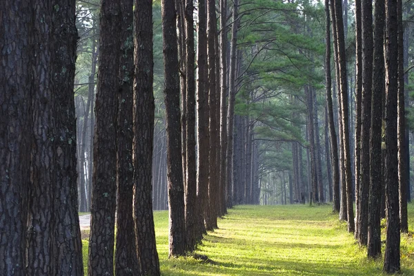 Foresta di pino — Foto Stock