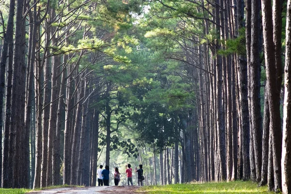 Bosque de pino —  Fotos de Stock