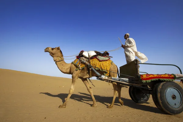 Cameleer op het zand-duin van sam — Stockfoto
