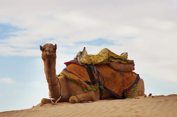 Chameau sur dune de sable — Photo