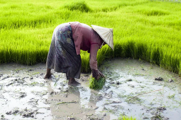 Landbouwer die op het veld werkt — Stockfoto