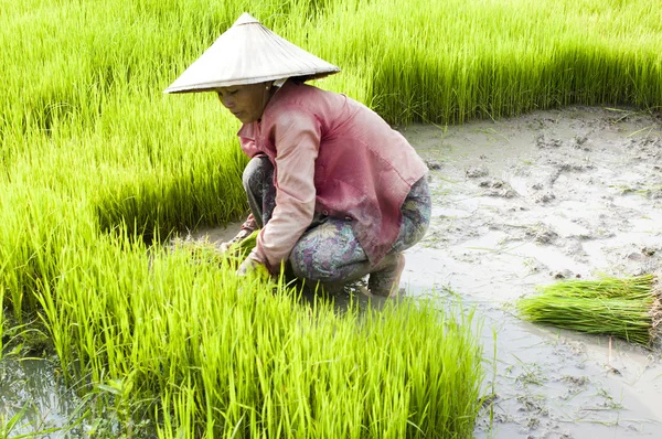 Overplanten in laos rijst — Stockfoto