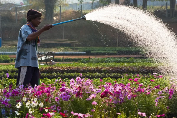 Man uses a garden hose to water flowers — Stock Photo, Image