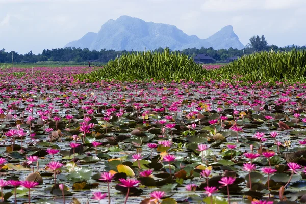 Talay noi sulak alanlar, phattalung