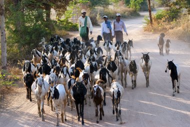 bagan ülke hayatta