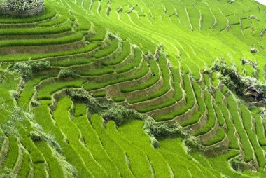 Yeşil teraslı pirinç alan