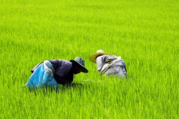 Agricultores no trabalho — Fotografia de Stock