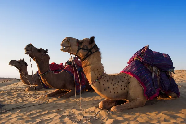 Kamel för ridning verksamhet i Indien — Stockfoto