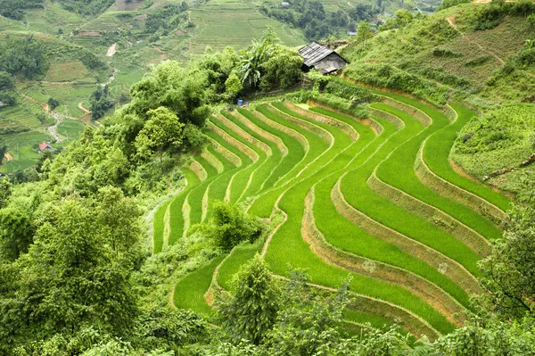 Campo de arroz con terrazas verdes —  Fotos de Stock