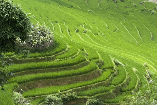 Yeşil teraslı pirinç alan — Stok fotoğraf