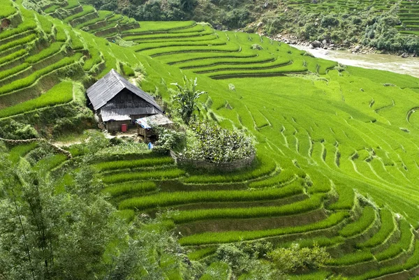 Zöld teraszos rizs mező — Stock Fotó