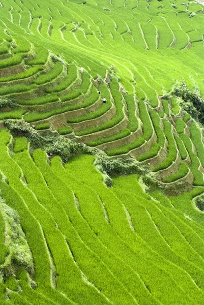 Campo de arroz con terrazas verdes —  Fotos de Stock