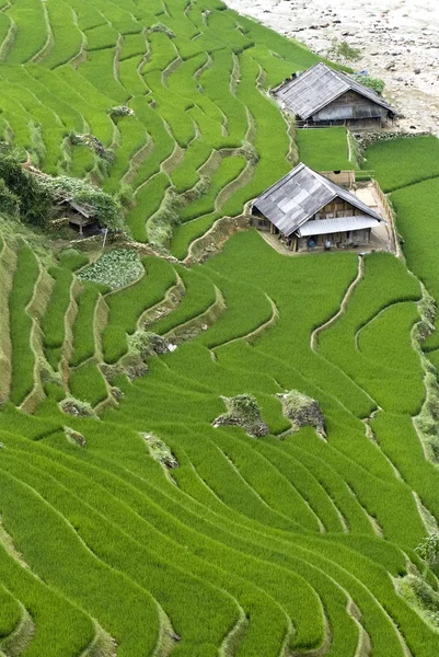 Zelená terasových rýžových polí — Stock fotografie