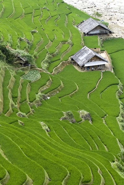 Green Terraced Rice Field — Stock Photo, Image