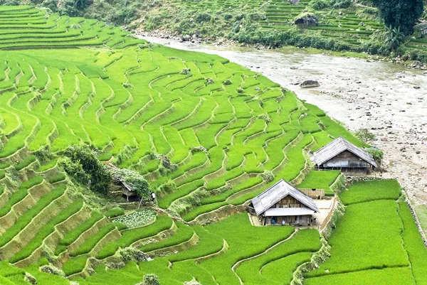 Zöld teraszos rizs mező — Stock Fotó