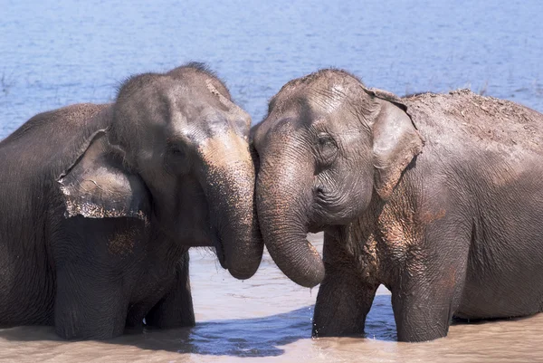 Deux éléphants jouant ensemble — Photo