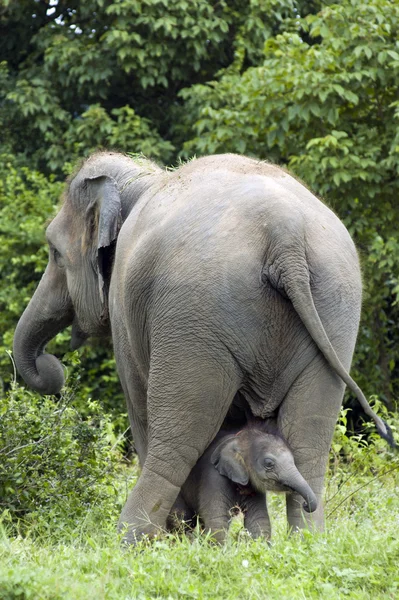 Bebek fil annesini altında — Stok fotoğraf