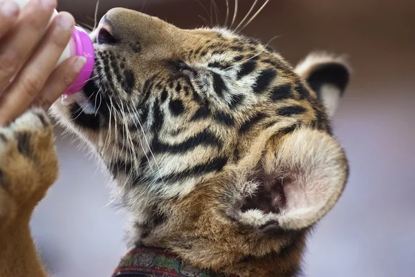 Feeding milk to tiger — Stock Photo, Image